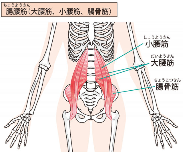 大腰筋のイラスト